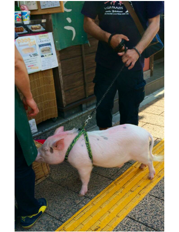 二足歩行の豚　２点 二足歩行の豚 2点 二足歩行ロボット Robovie-Z Light 先行受注を開始