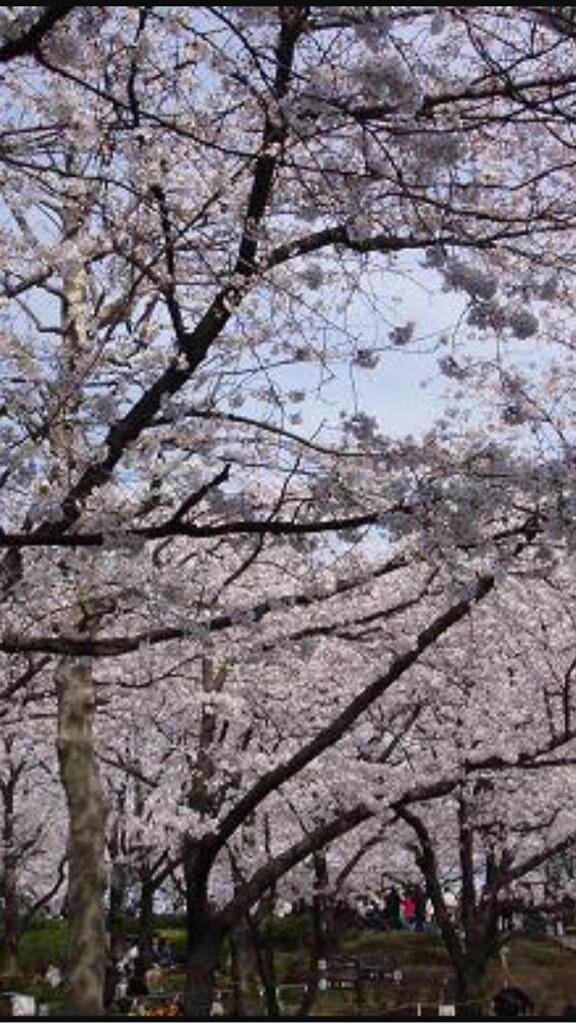 【浅草 隅田公園 お花見 桜満開！】