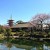 【浅草寺 秘密の庭園も桜満開！】