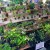 今日が最終日！「お富士さんの植木市」