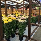 【浅草 菊花展】