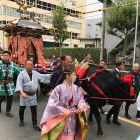 ５年に一度の「牛嶋神社大祭」 開催中！　牛が大迫力！ いよいよ「大神輿連合宮入渡御」